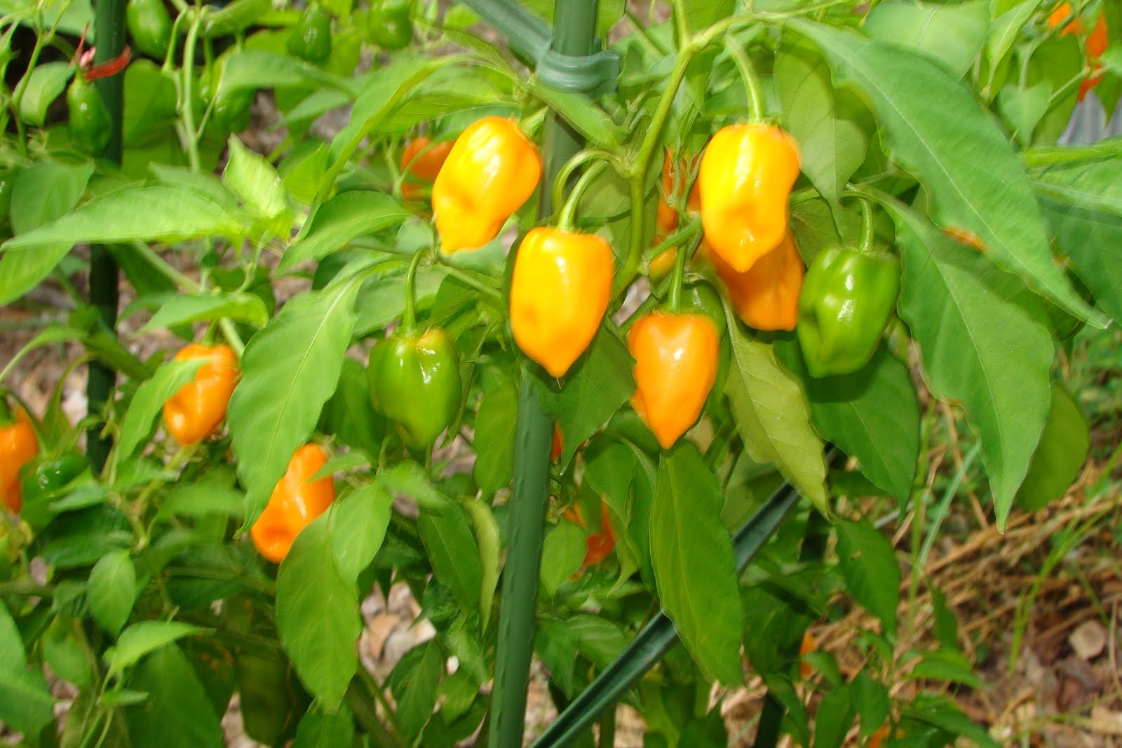 Пасынковать перец